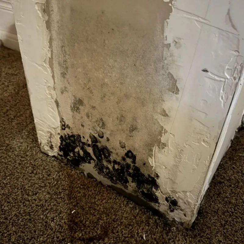 Professional Mold Removal in Spring Hill, KS